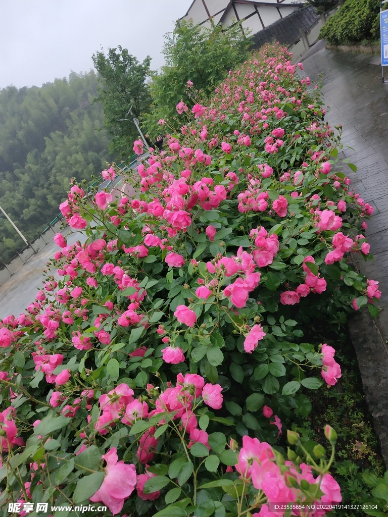 月季