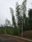 竹