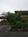 竹