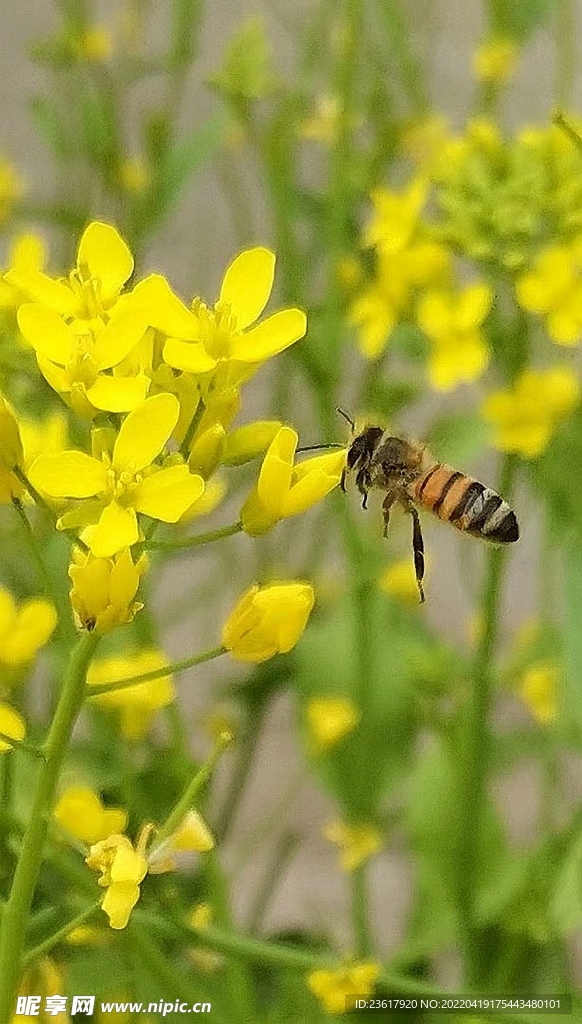 蜜蜂