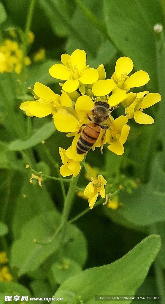 蜜蜂