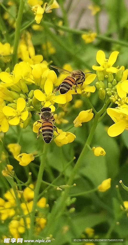 蜜蜂