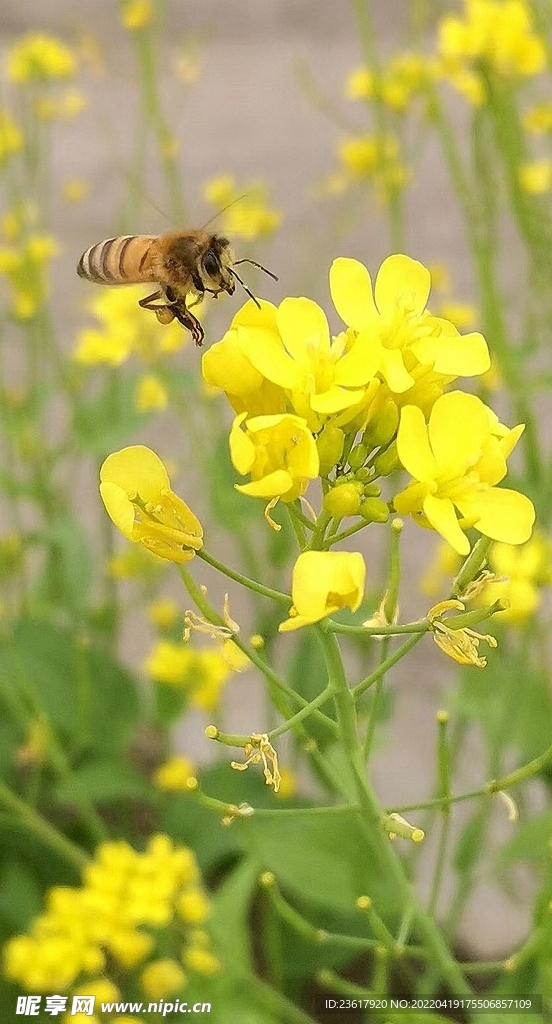 蜜蜂