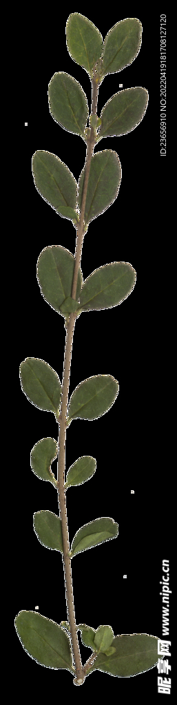 干制花草素材PNG