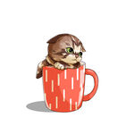 茶杯猫            