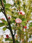 樱花素材