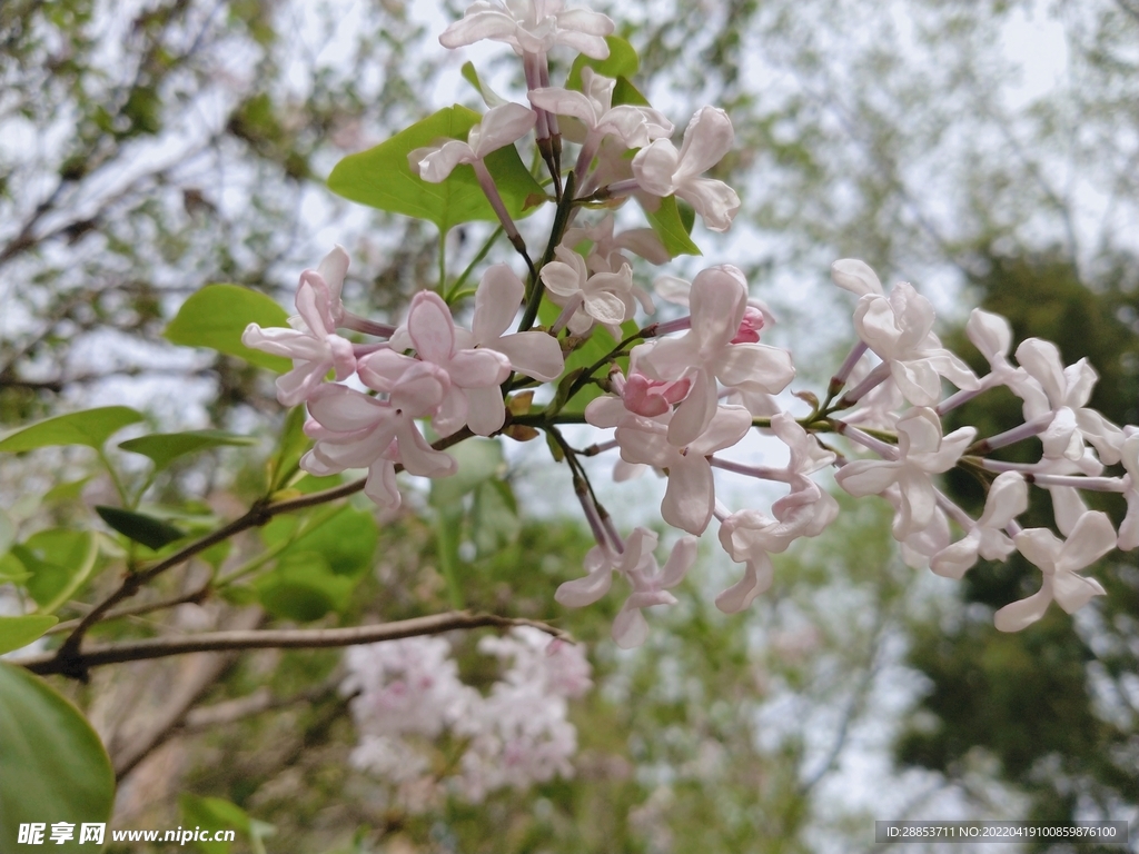 樱花