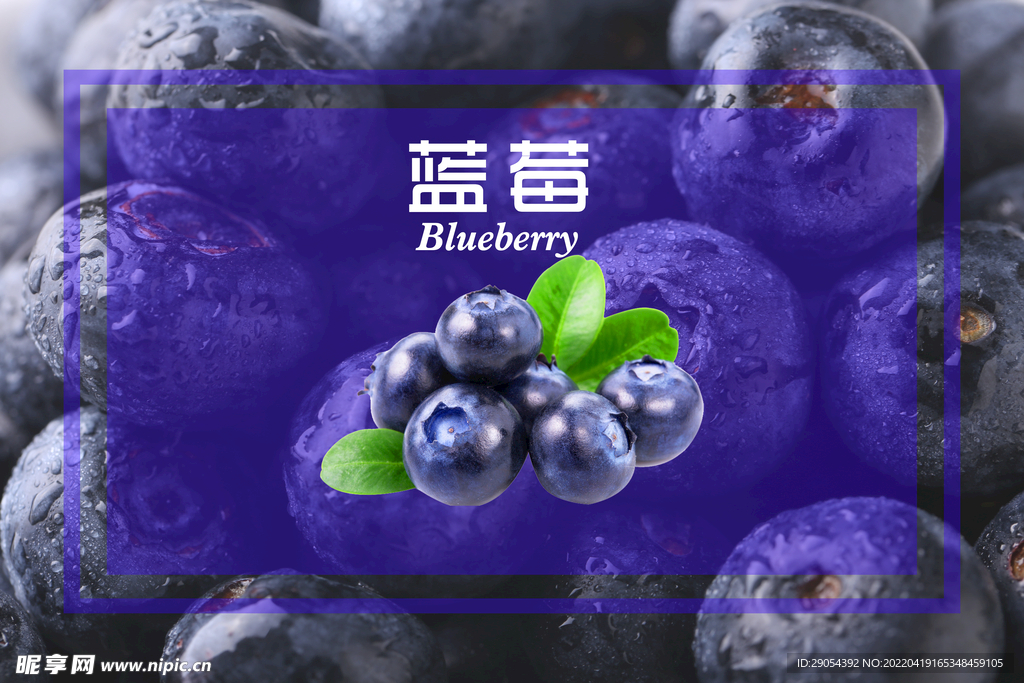 蓝莓海报 背景墙
