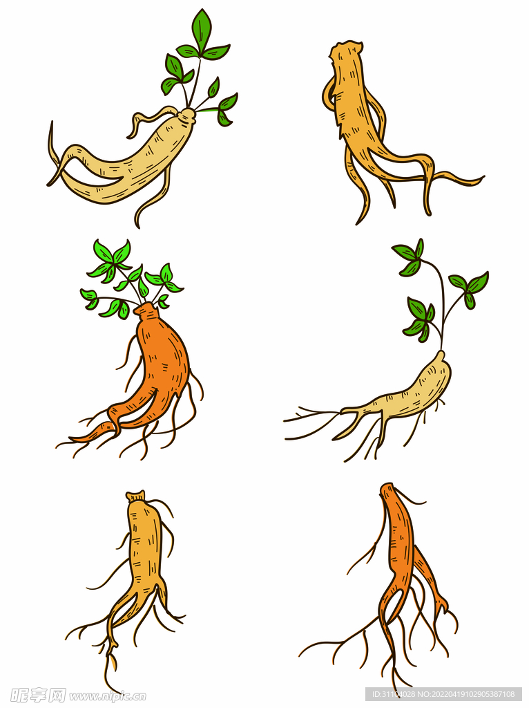人参插画