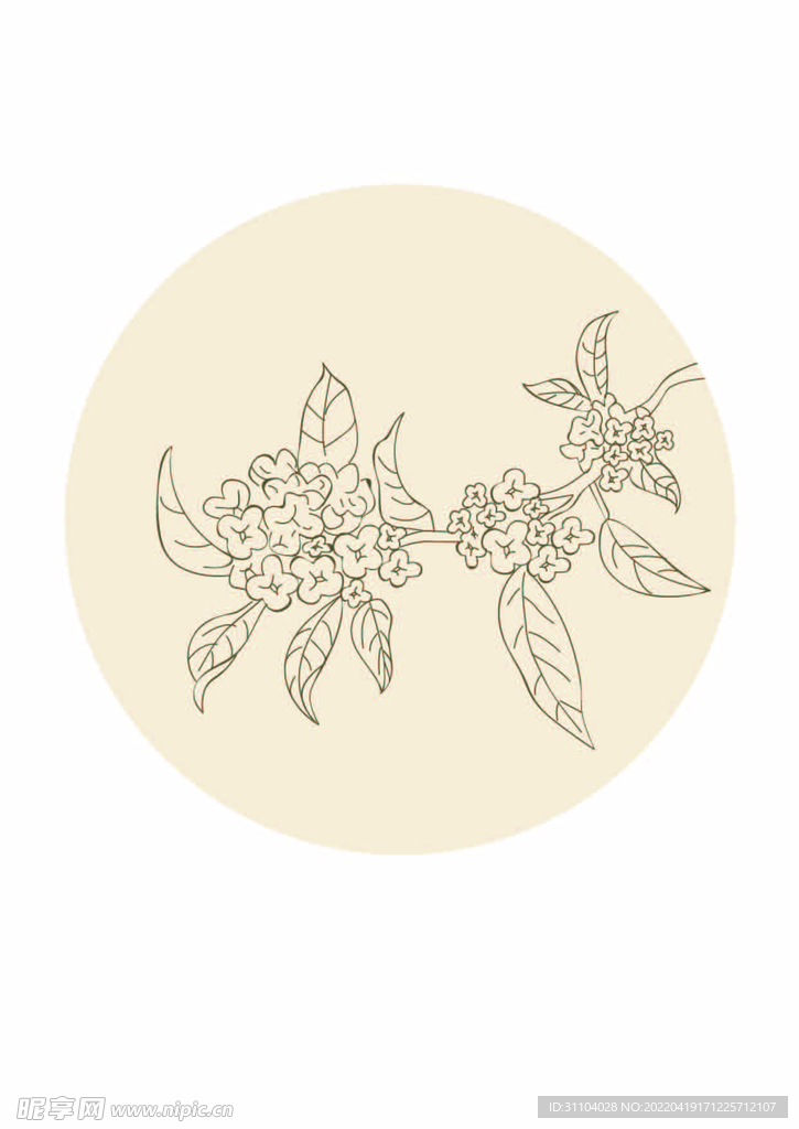 桂花线条