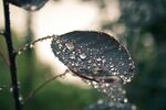 被雨水打湿的叶子