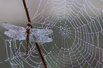 被雨水打湿的蜻蜓