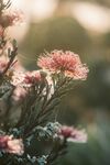 飘亮的花花