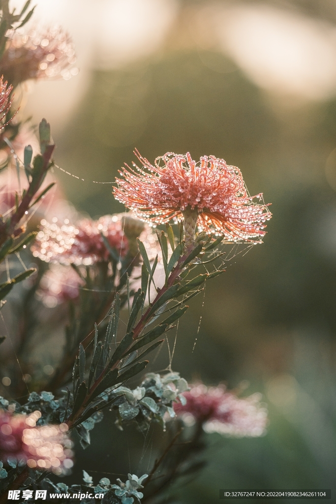 飘亮的花花