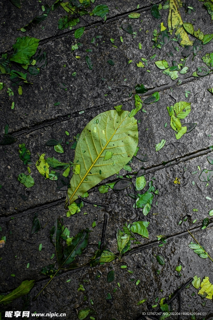 被风吹打散落的树叶