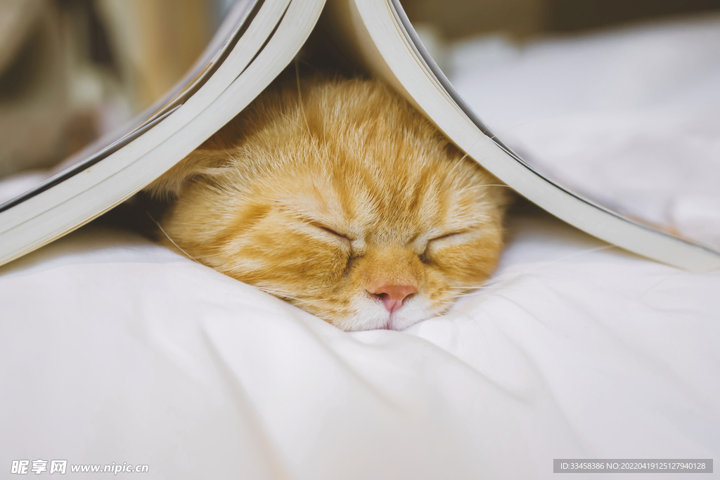 猫  
