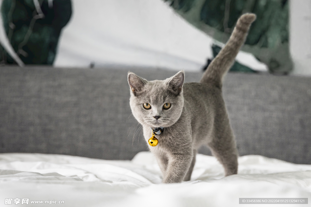 猫 