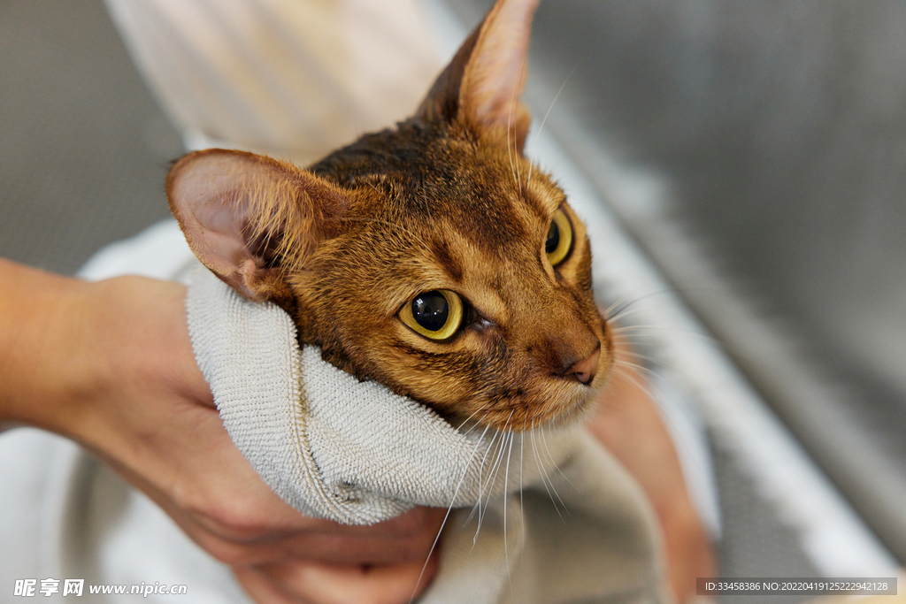 猫  