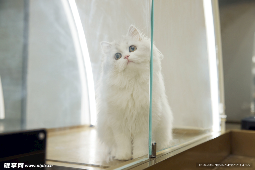 猫  