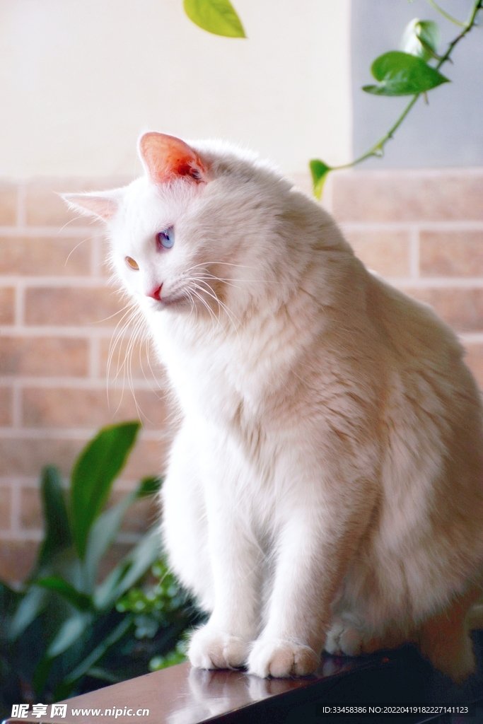 猫 