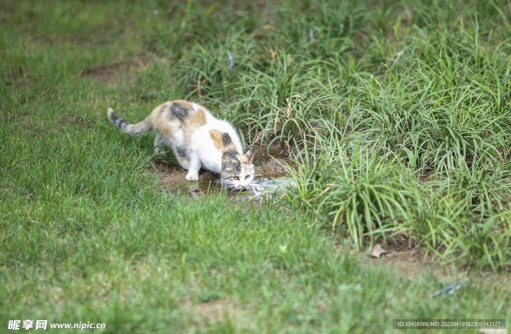 猫