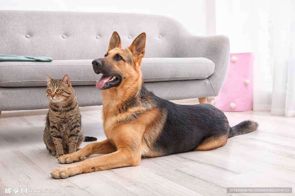 猫 