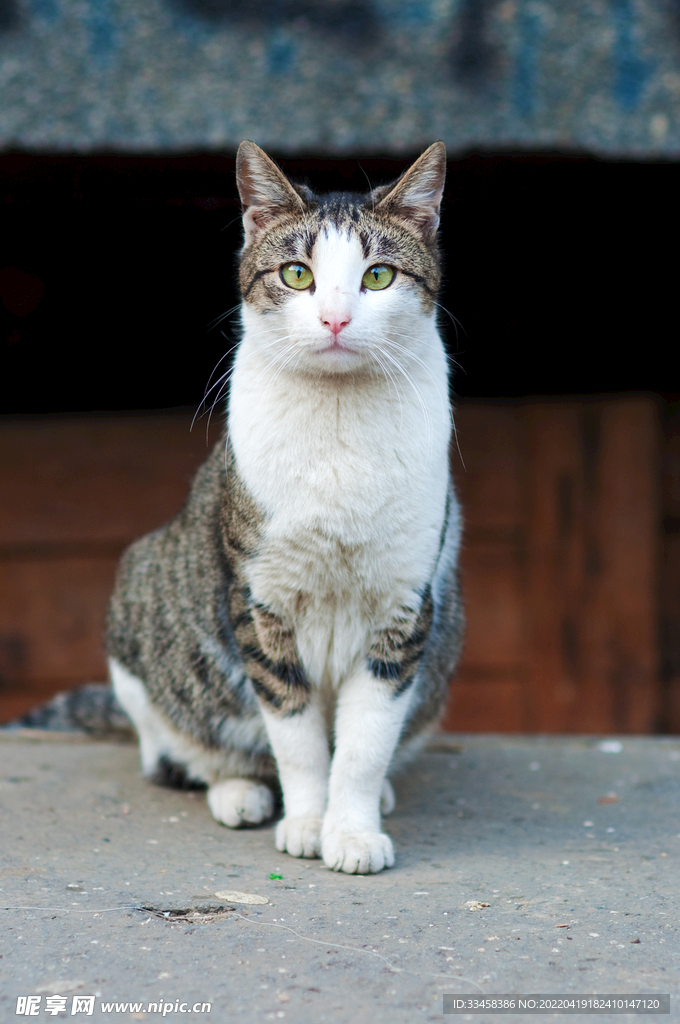 猫 