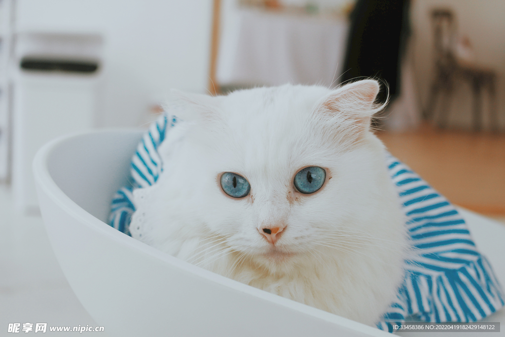 猫 