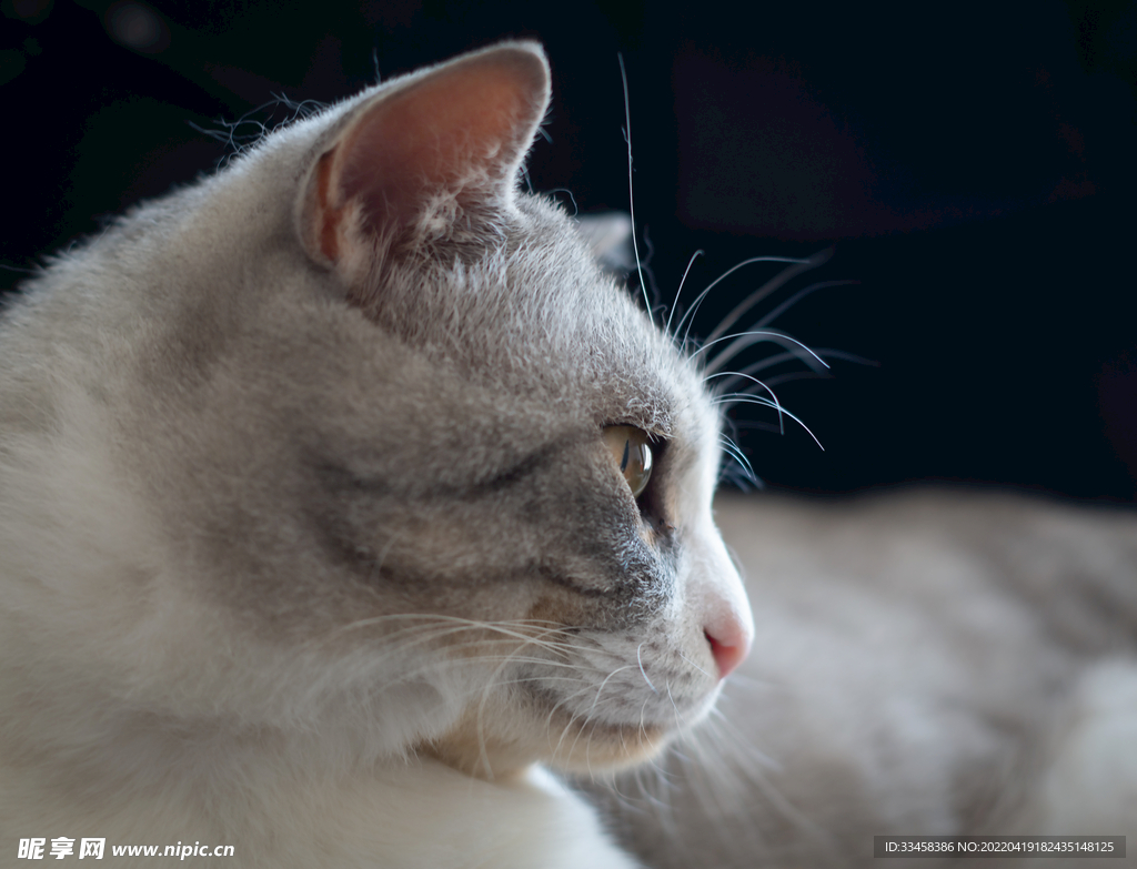 猫  