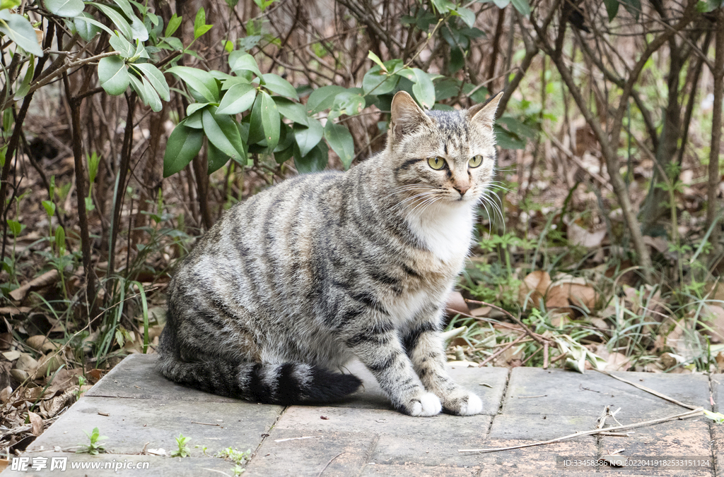 猫 