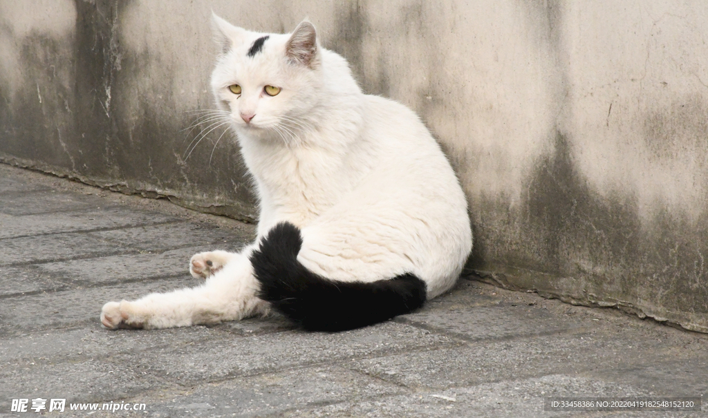 猫 