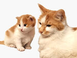 猫咪妈妈和宝宝分层图