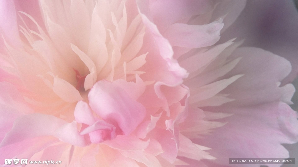 花卉 