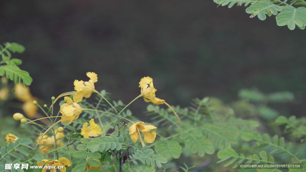 小黄花