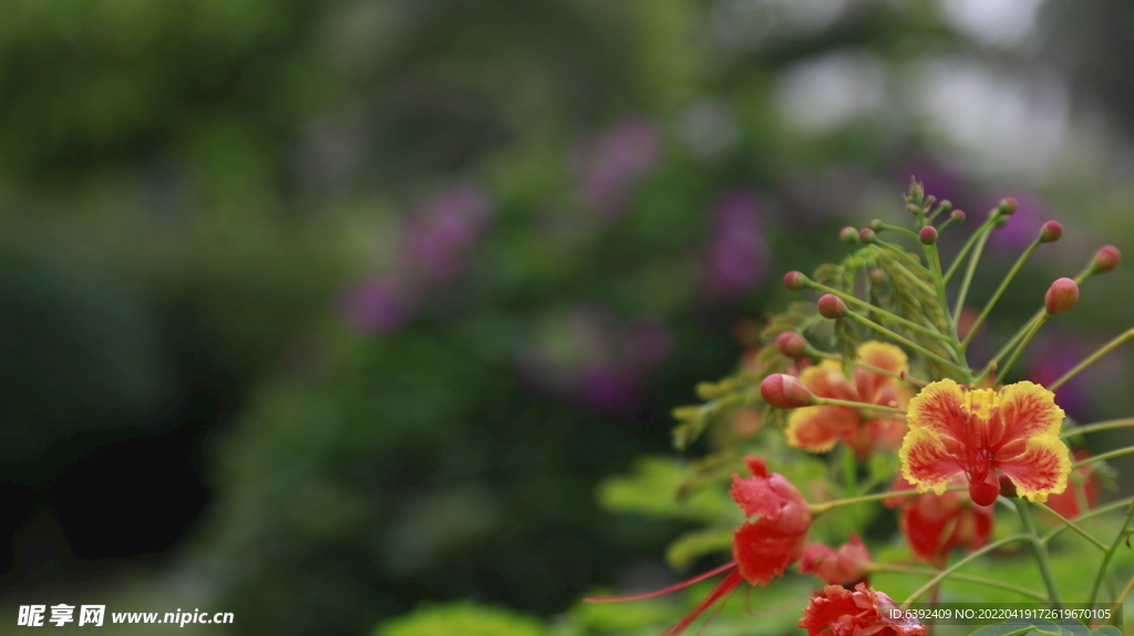 小黄花