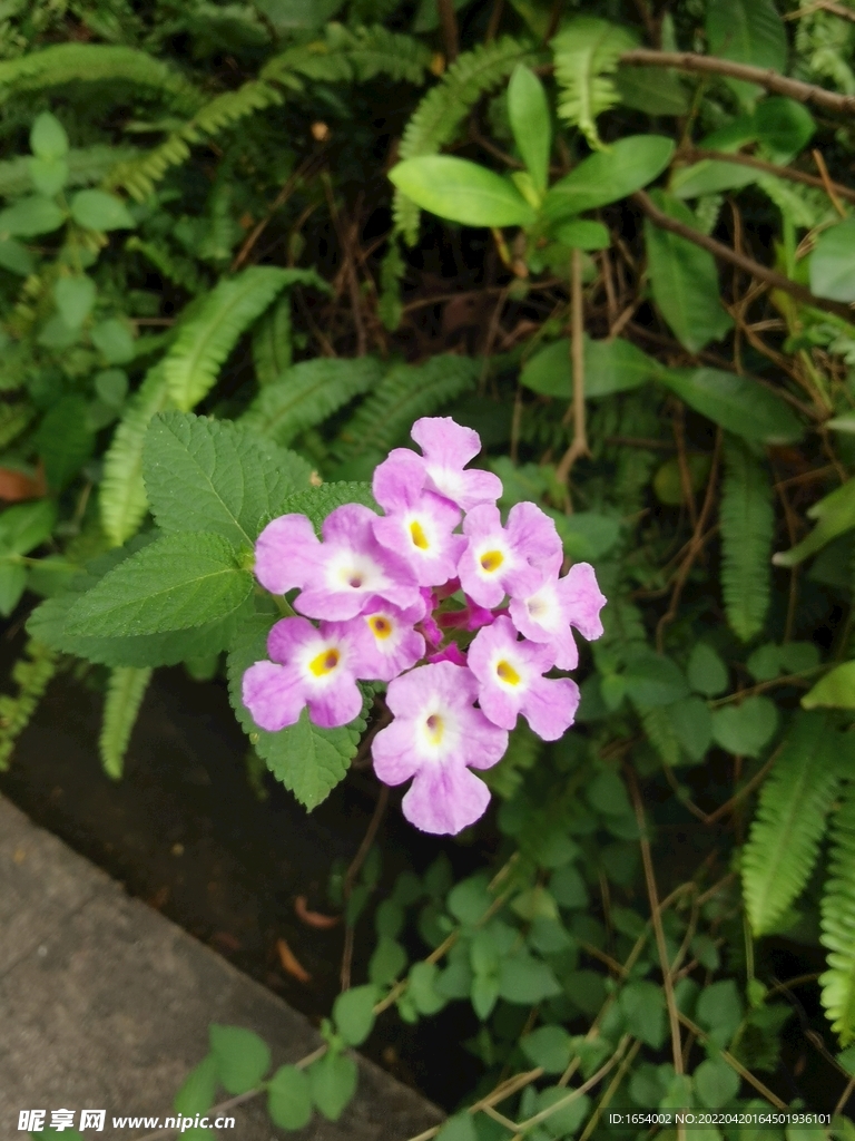 花朵