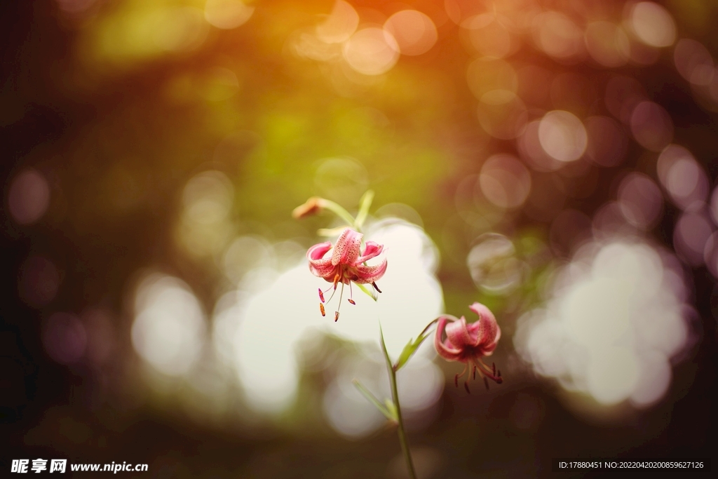 花卉