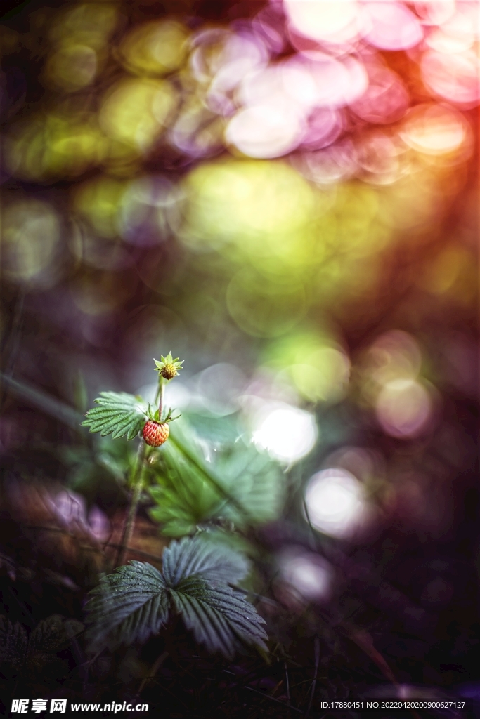 花卉