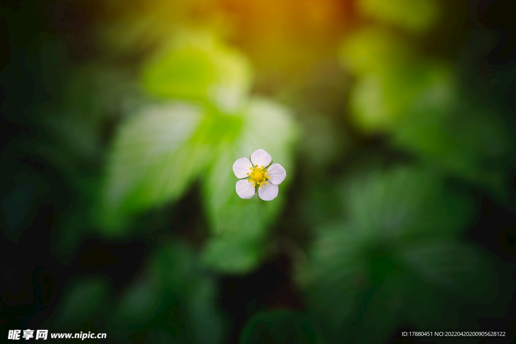 花卉