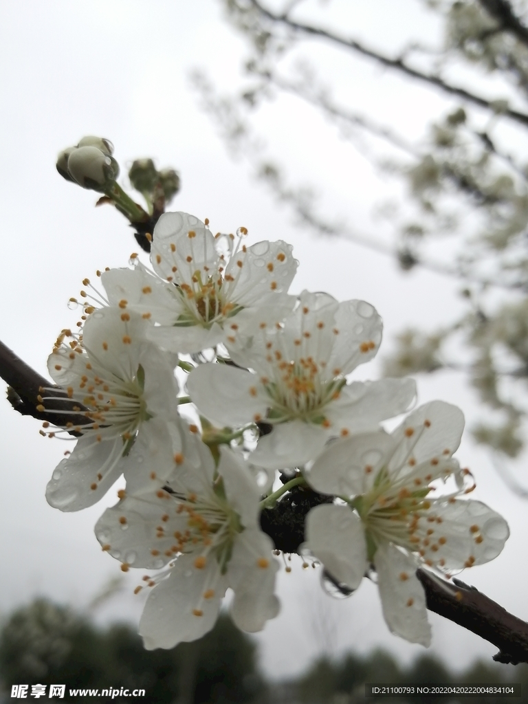 梨花