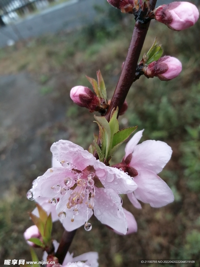 桃花