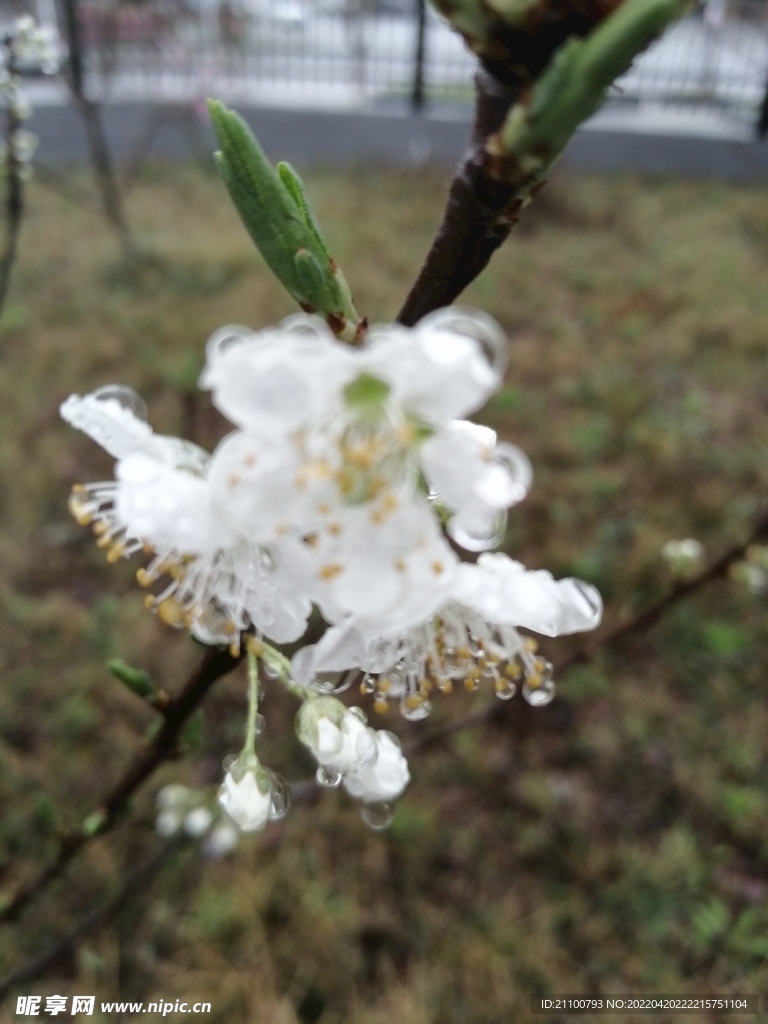 梨花