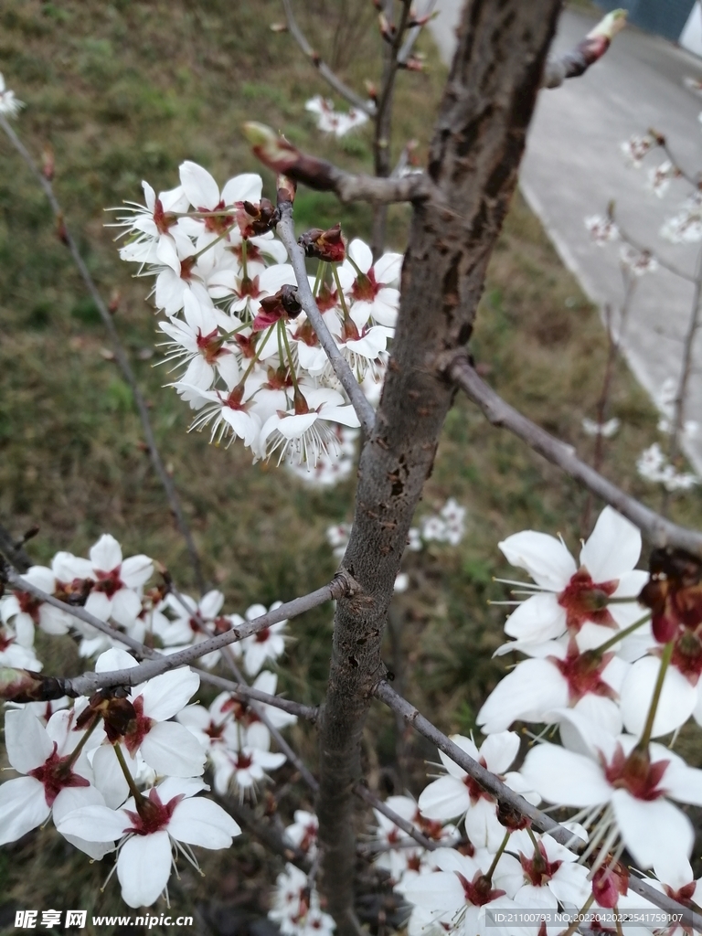 花