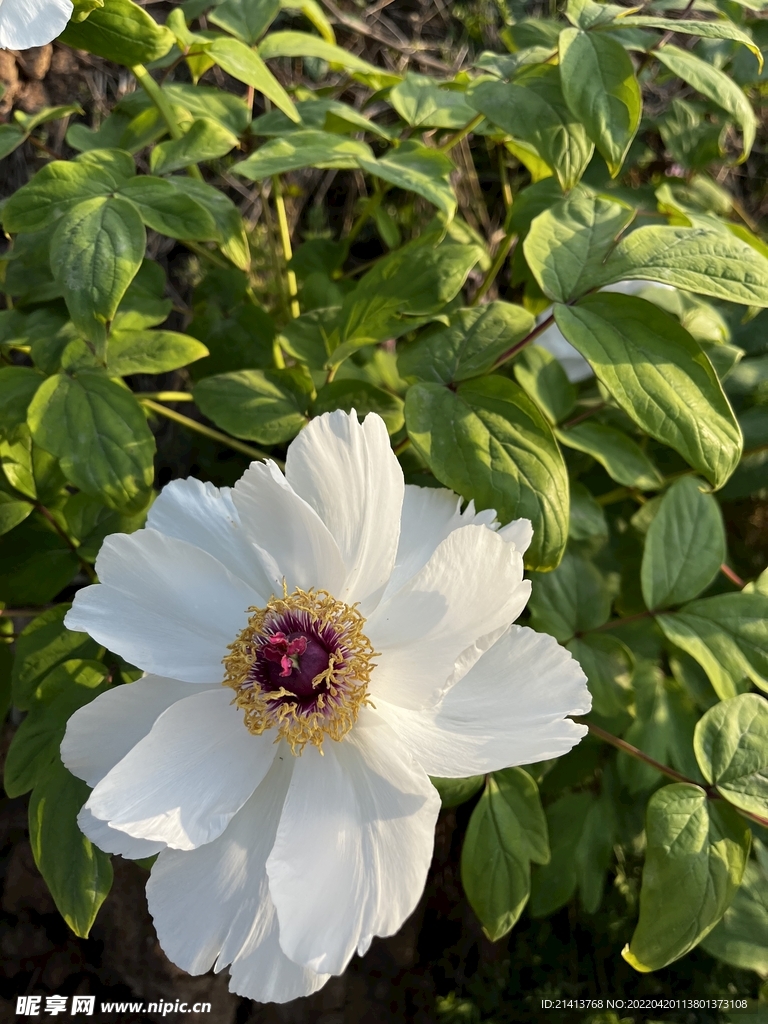 花朵牡丹花