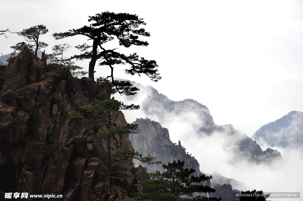 黄山松树景观