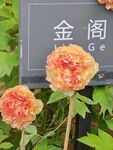 牡丹花