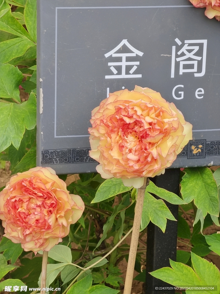 牡丹花
