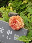 牡丹花