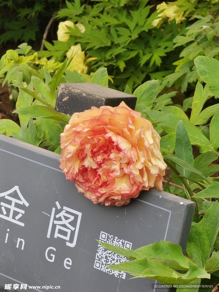 牡丹花