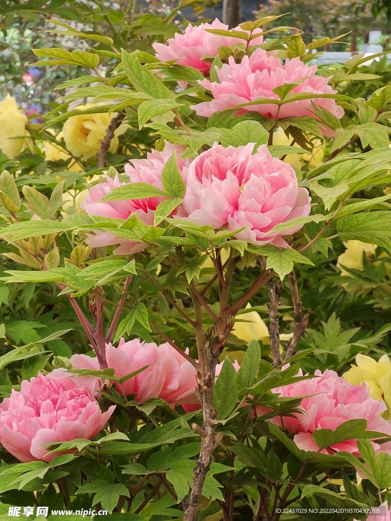 牡丹花